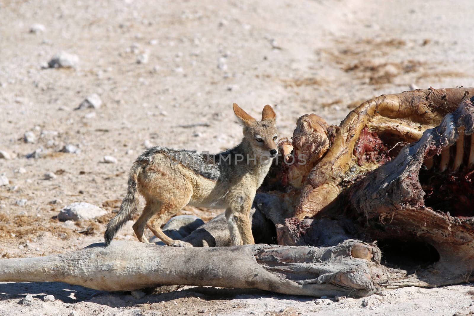 Black-backed Jackal with Giraffe Cadaver. Etosha National Park. Namibia