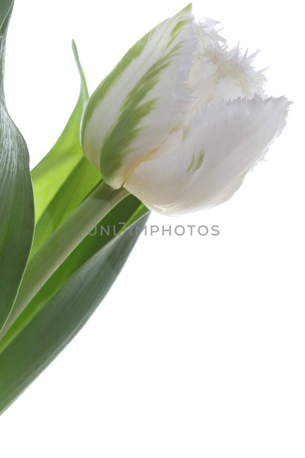 Tulip against white Background