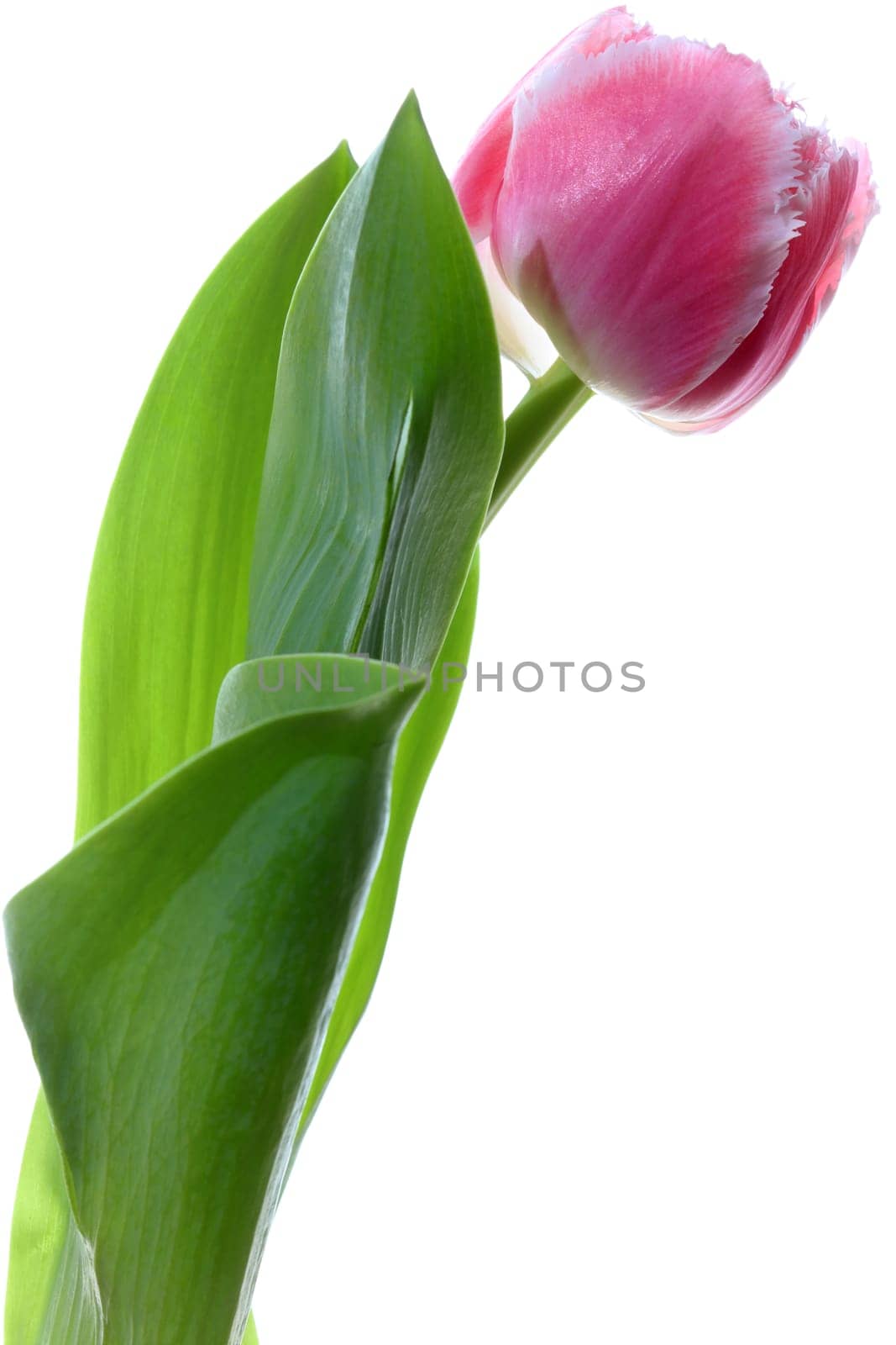 Tulip against white Background