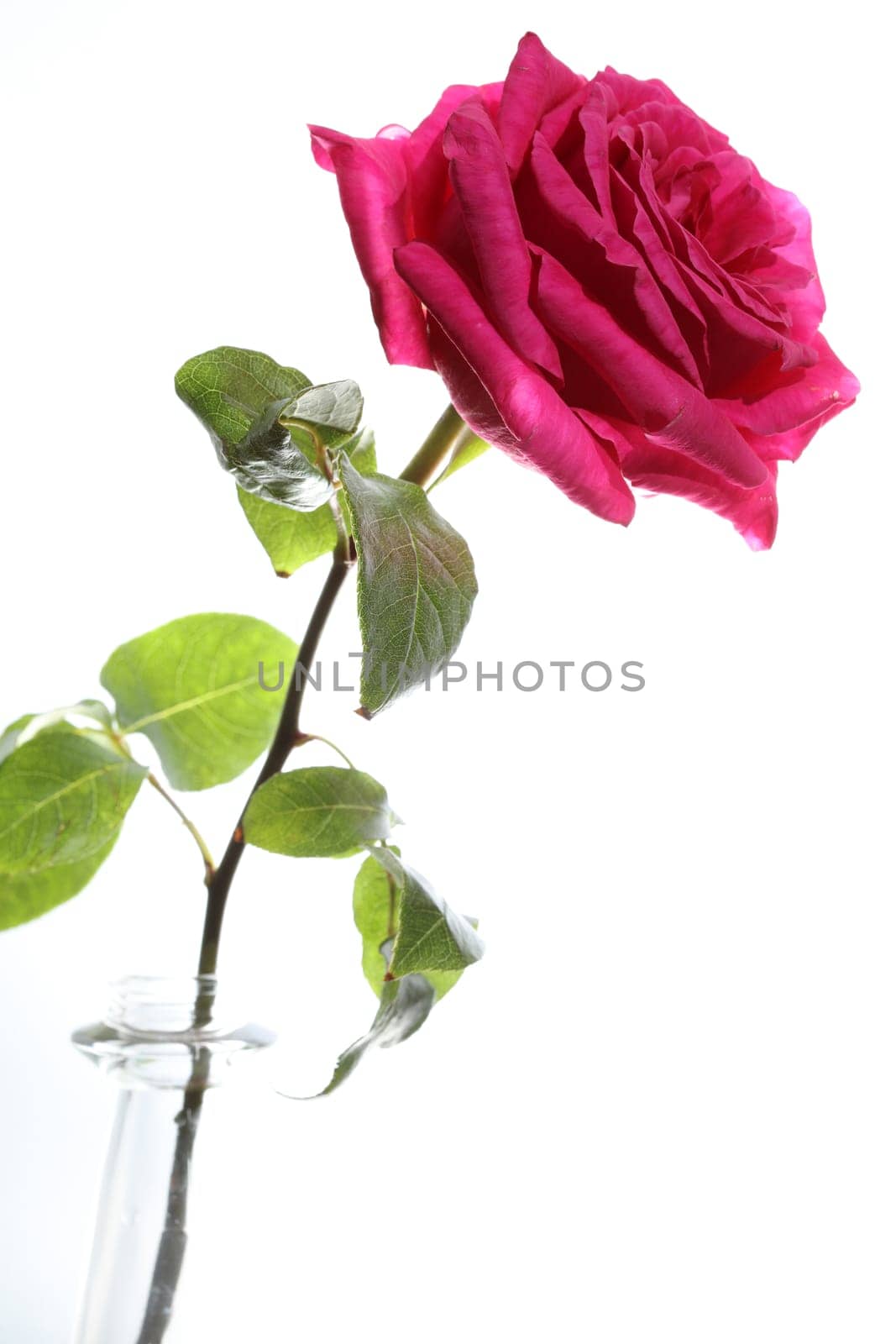 Rose against white Background
