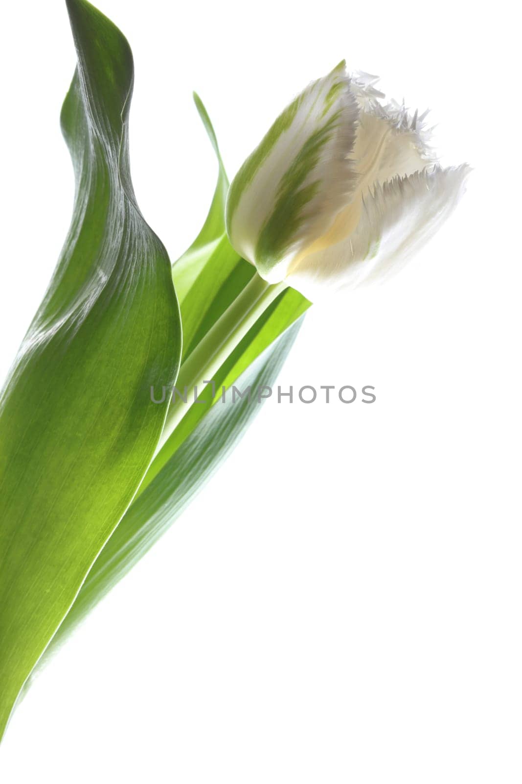 Tulip against white Background