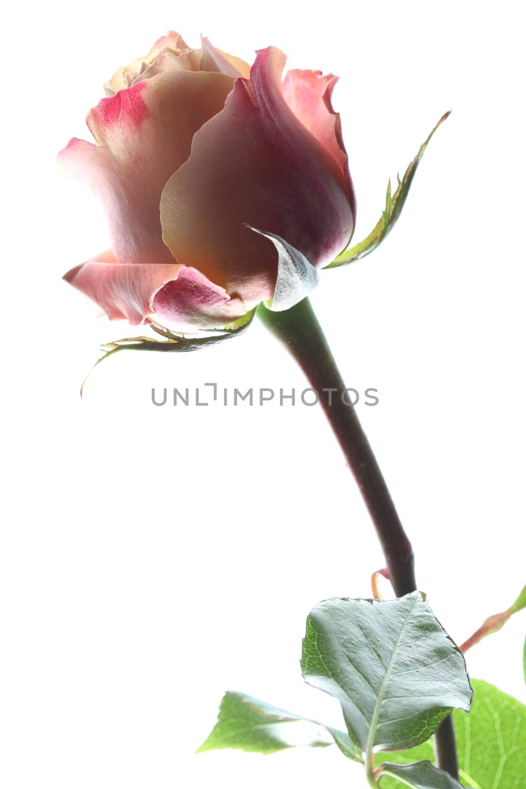 Rose against white Background