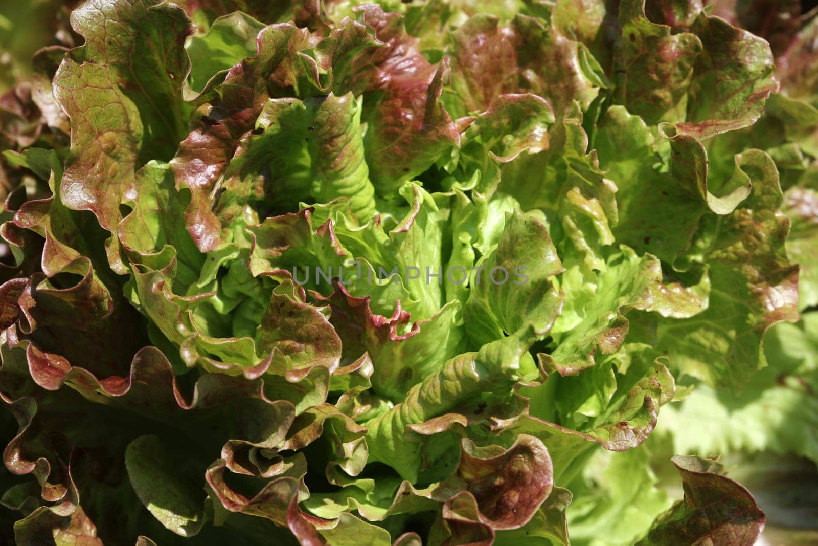 Butterhead Lettuce