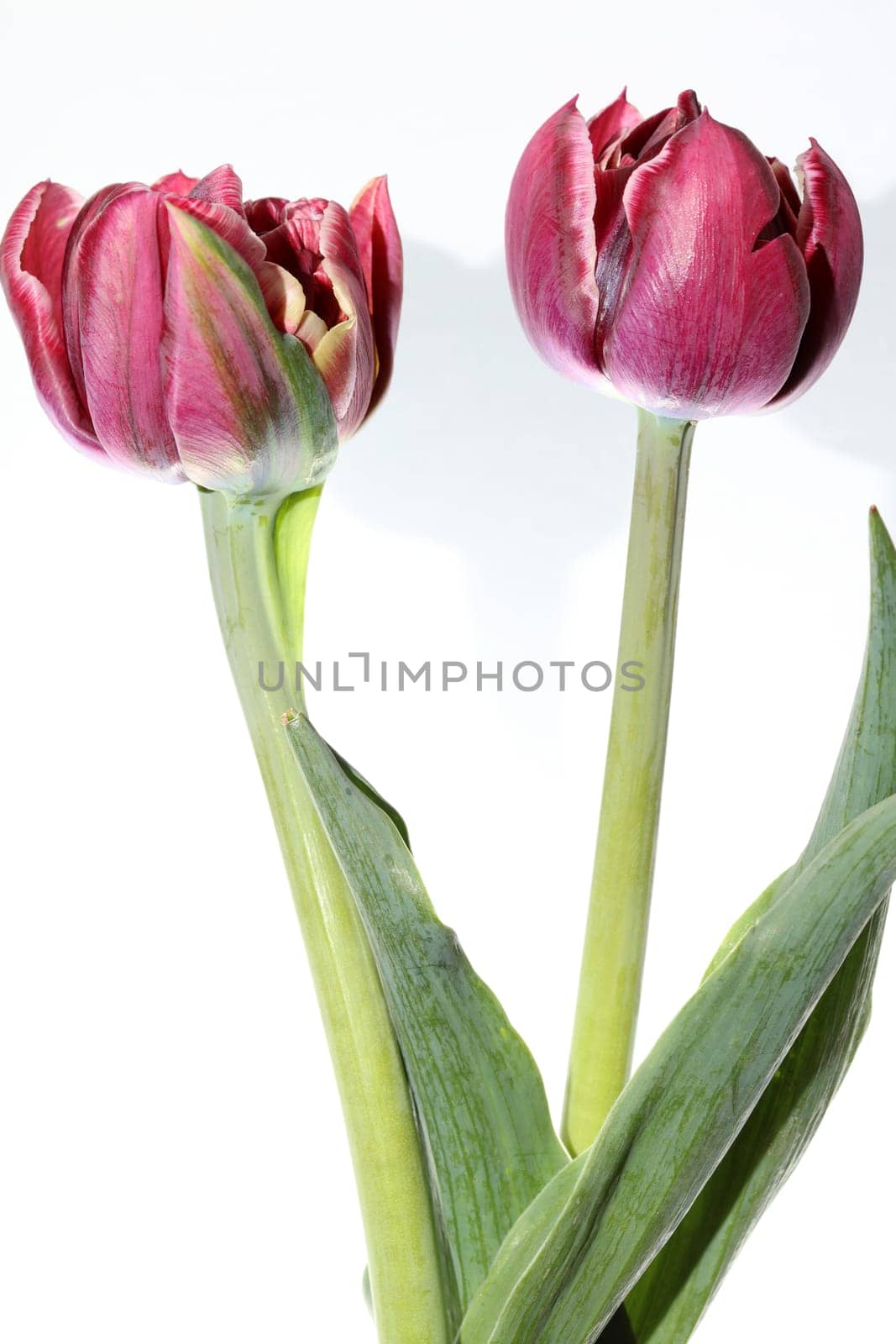 Tulip against white Background