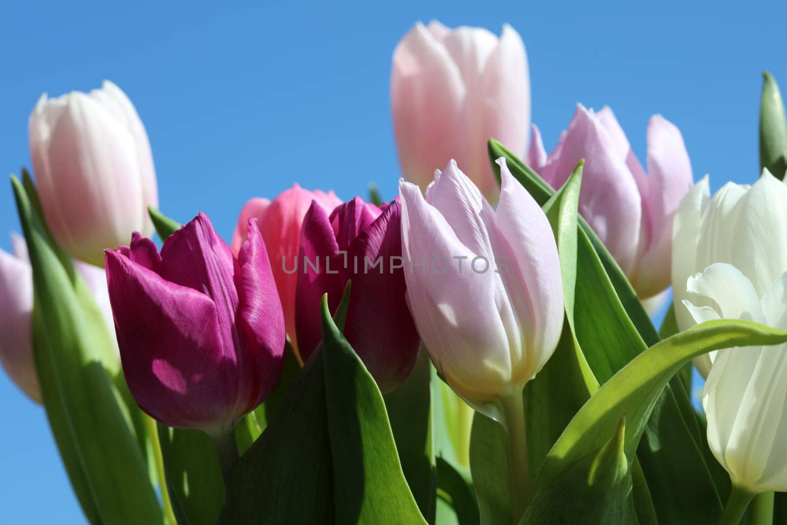 Spring Tulips