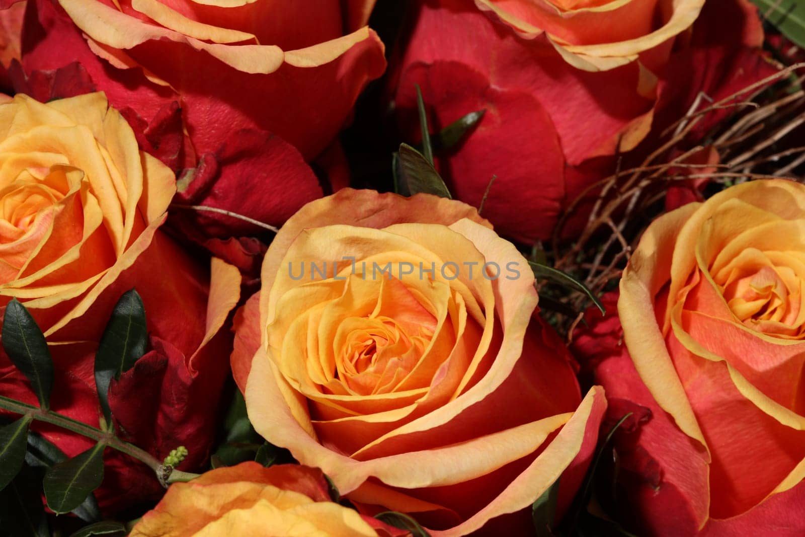 Bouquet of wonderful Roses
