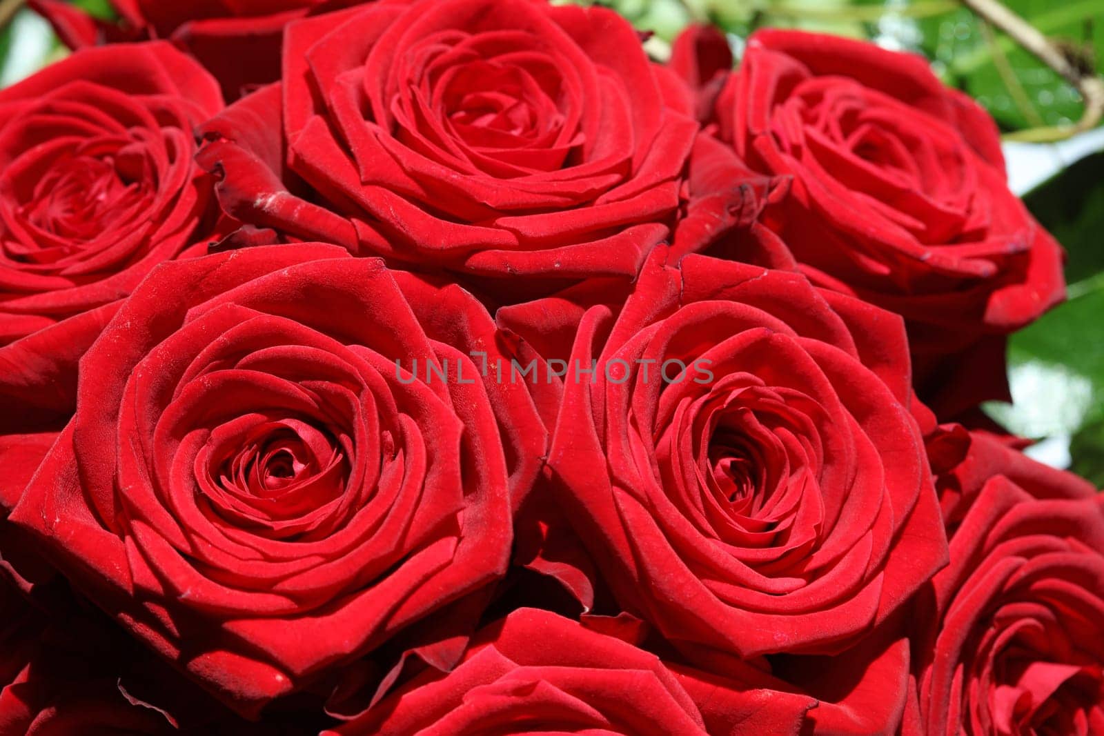 Bouquet of wonderful red Roses