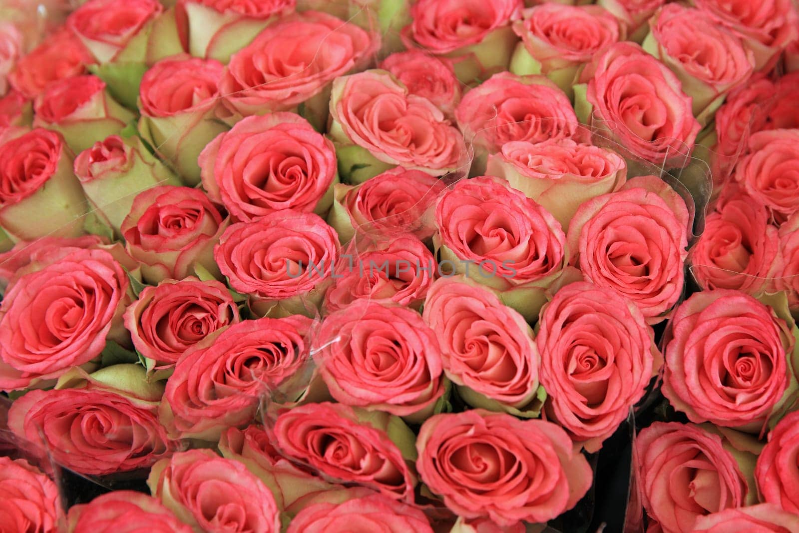 Bouquet of wonderful Roses