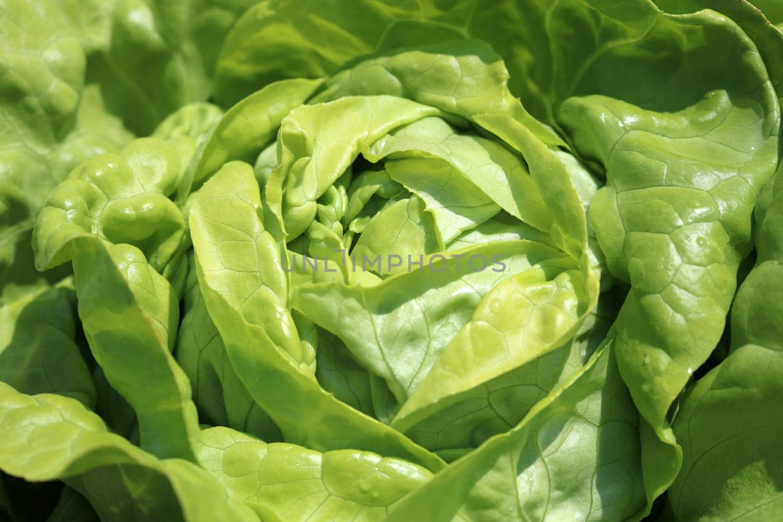 Butterhead Lettuce