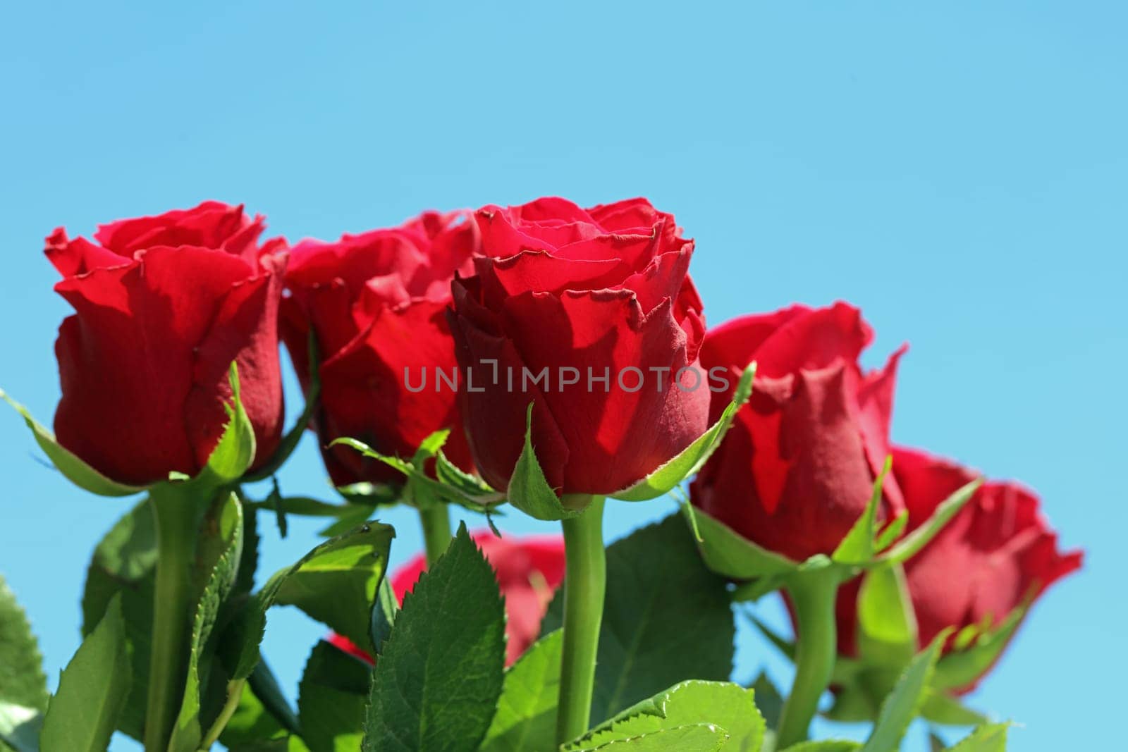 Bouquet of wonderful red Roses