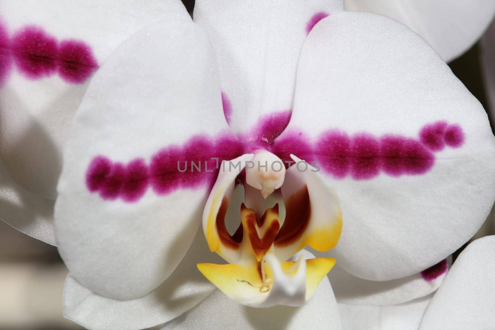 Orchid