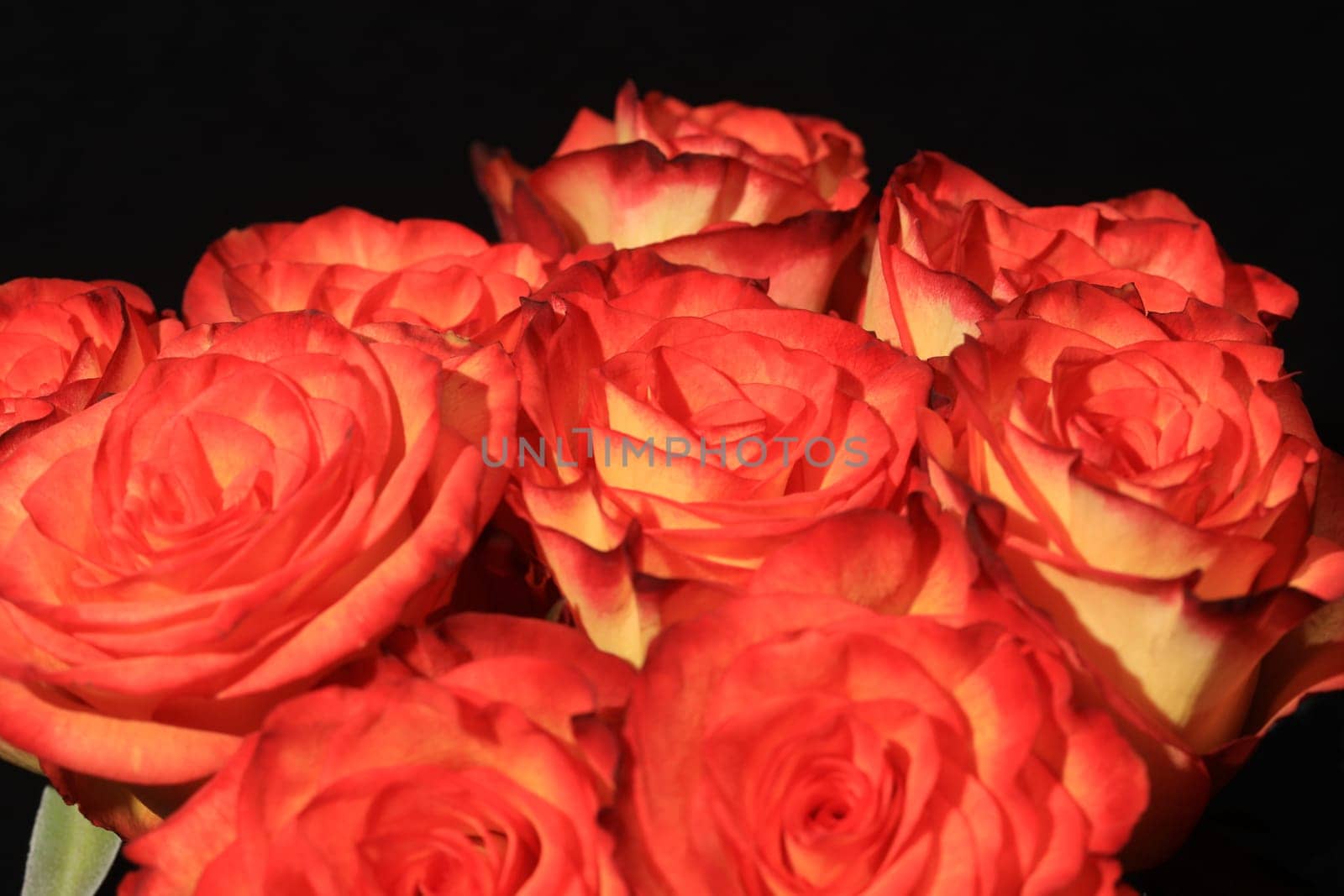 Bouquet of wonderful red Roses