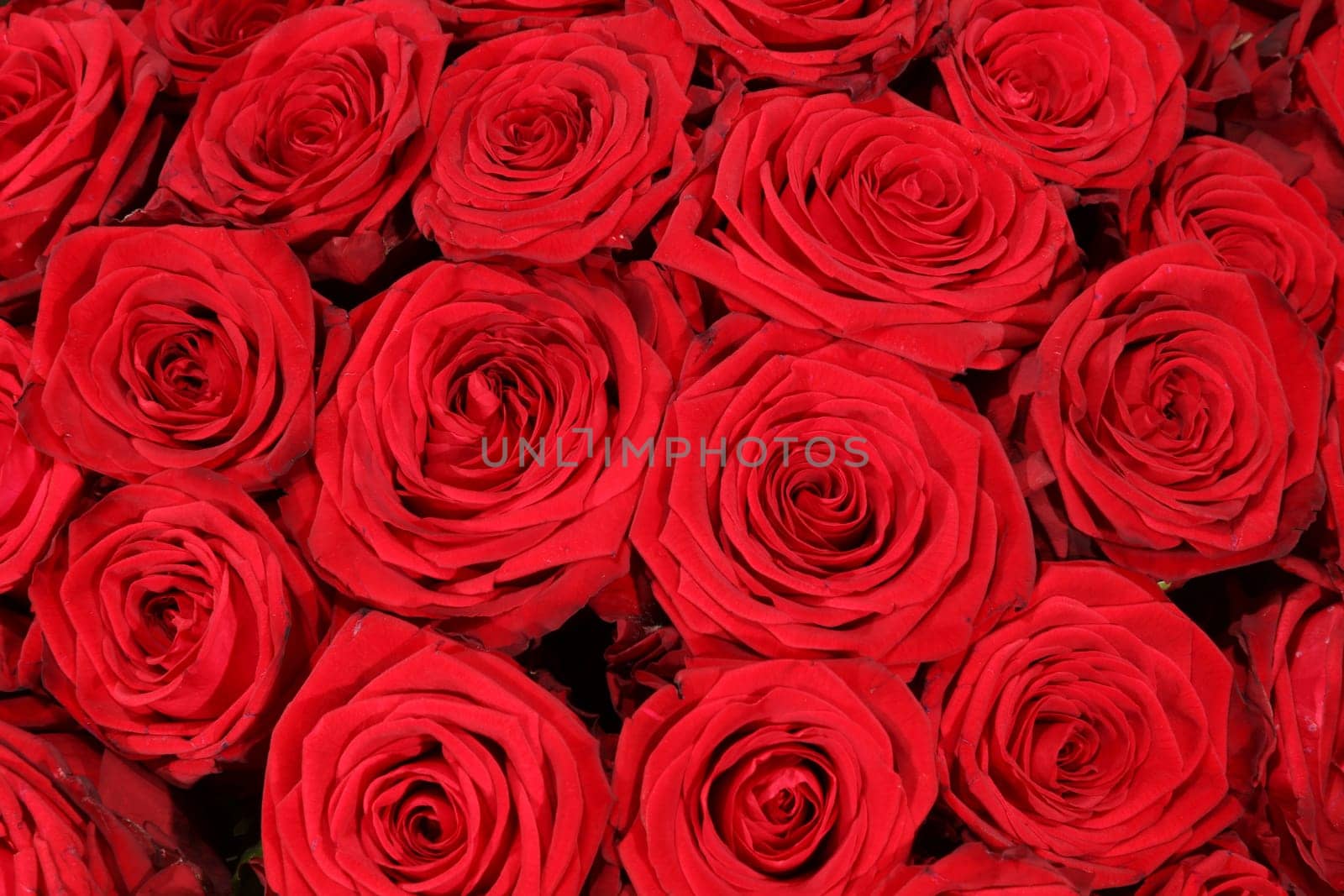 Bouquet of wonderful red Roses