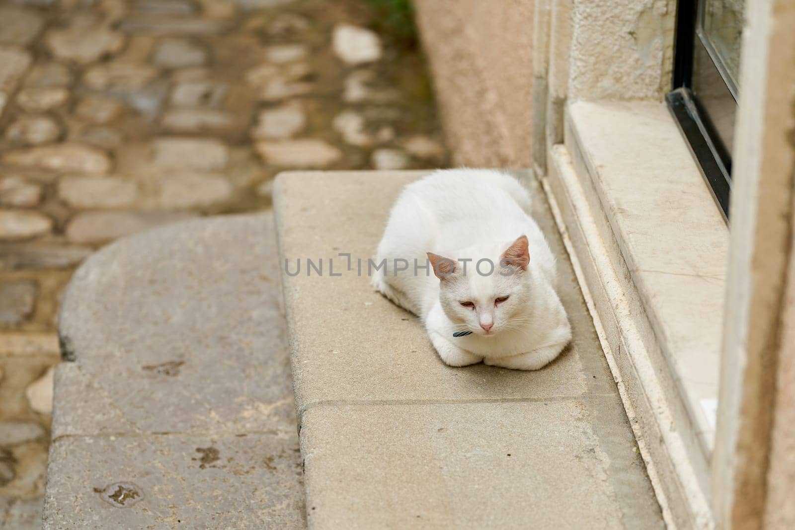 white cat on the steps of a house in the old town of Krk in Croatia