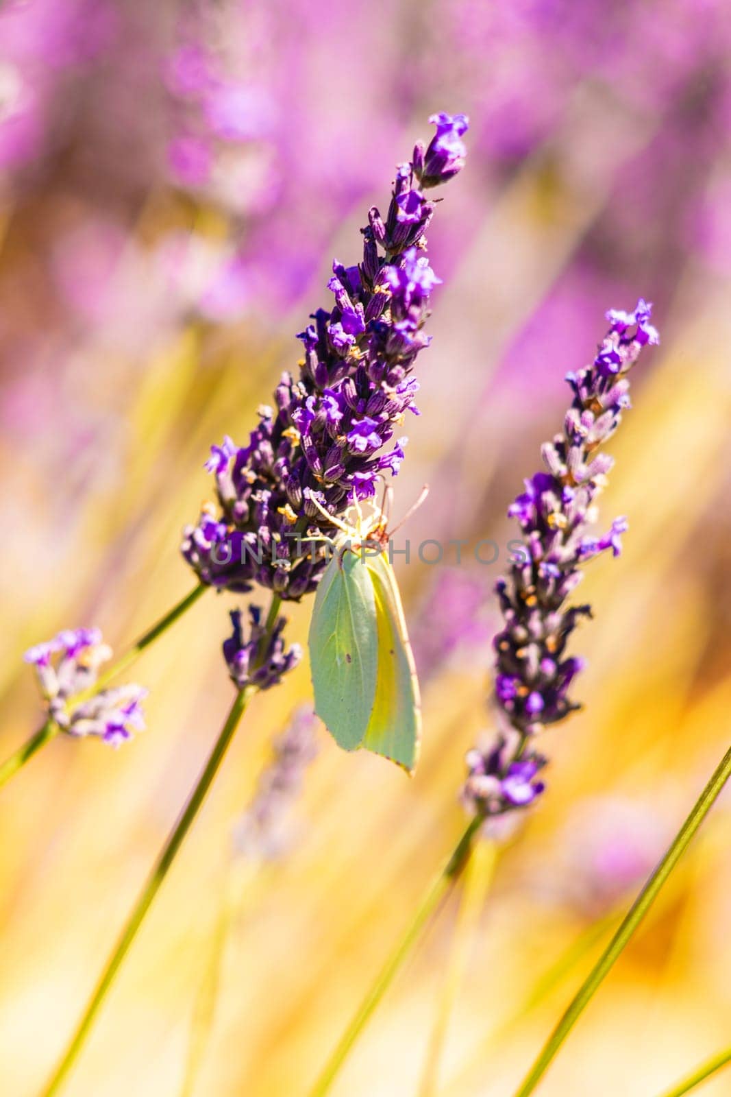 Lavender flowers and butterfly in garden, close-up.