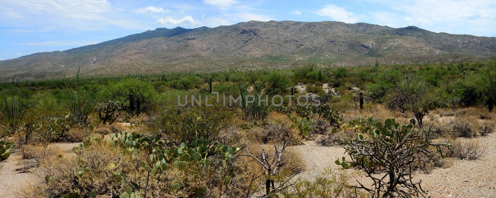 Rincon Mountains in the Sonora desert in central Arizona USA