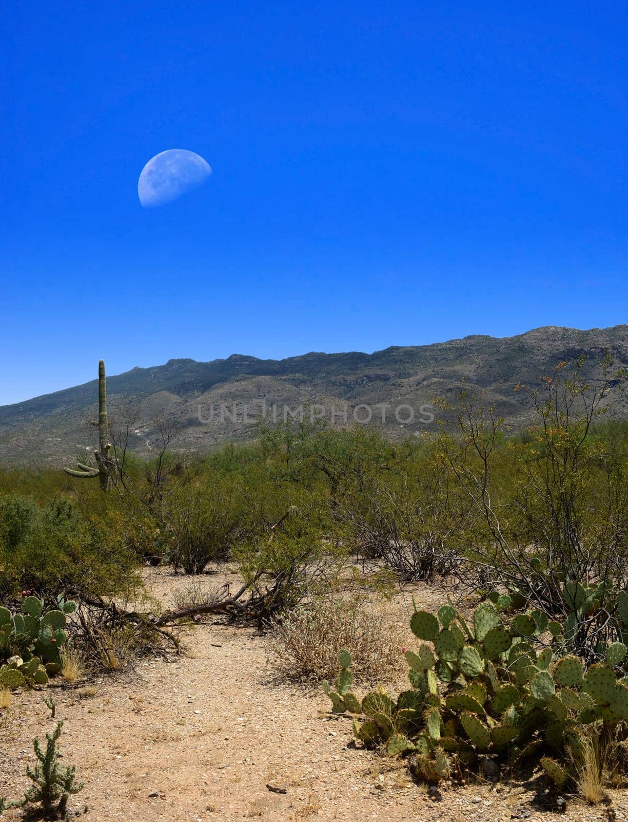 Desert moon over the southwestern USA desert and mountains
