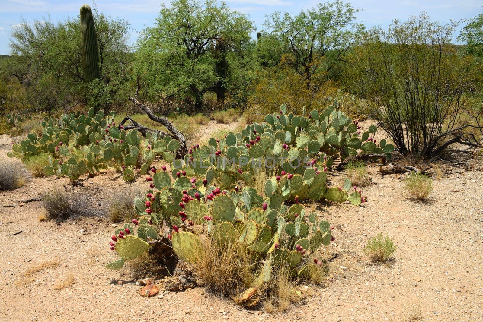 Large and widespread green prickly pear cactus