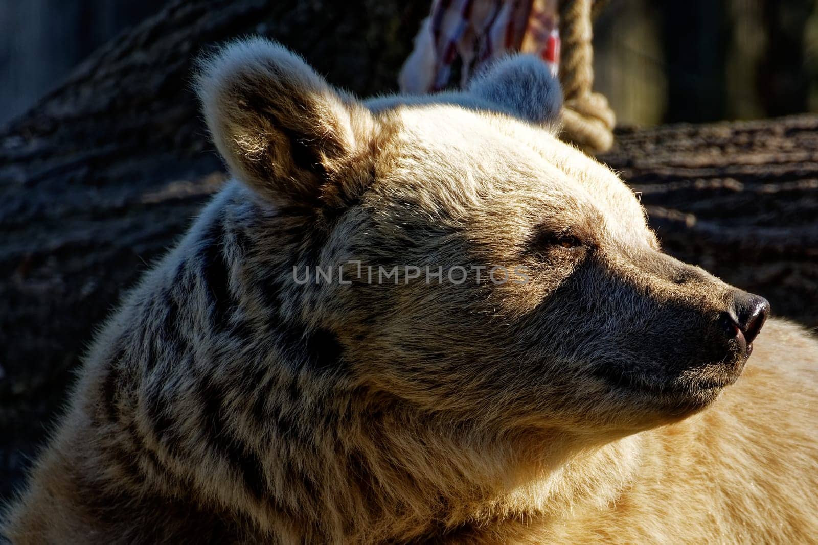 Syrian brown bear
