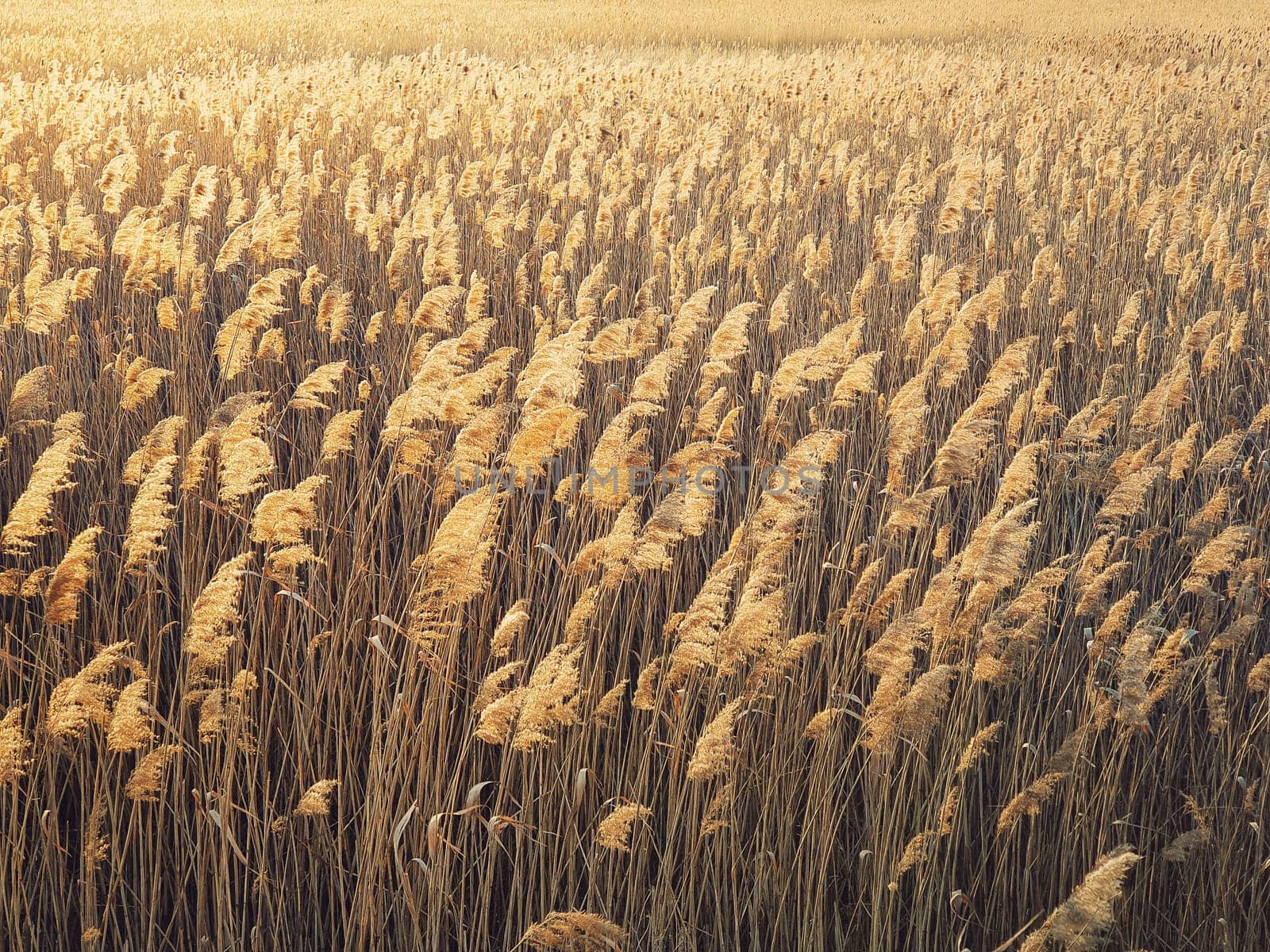 Dry reed texture in the sunset light. Parched wild bulrush plants, golden natural background