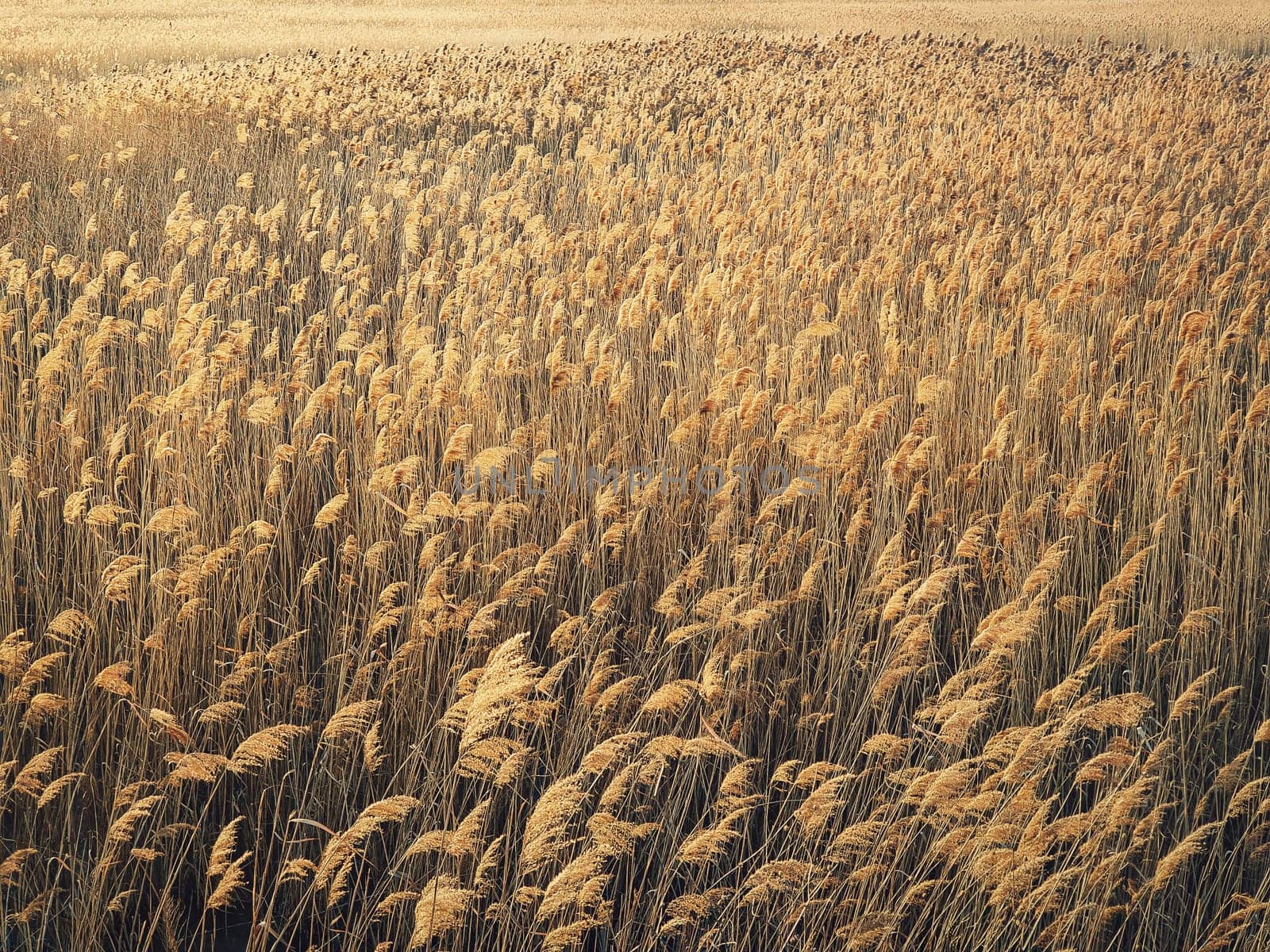 Dry reed texture in the sunset light. Parched wild bulrush plants, golden natural background