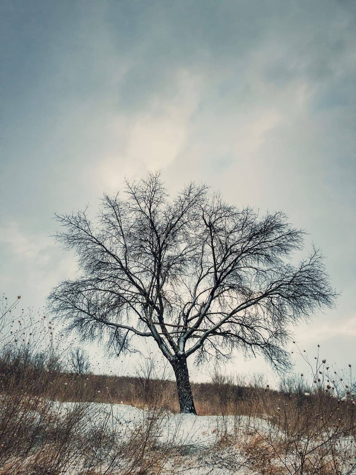 Cold winter scene with a bare lone tree on the snowy hill. Numb nature landscape, silence and solitude mood