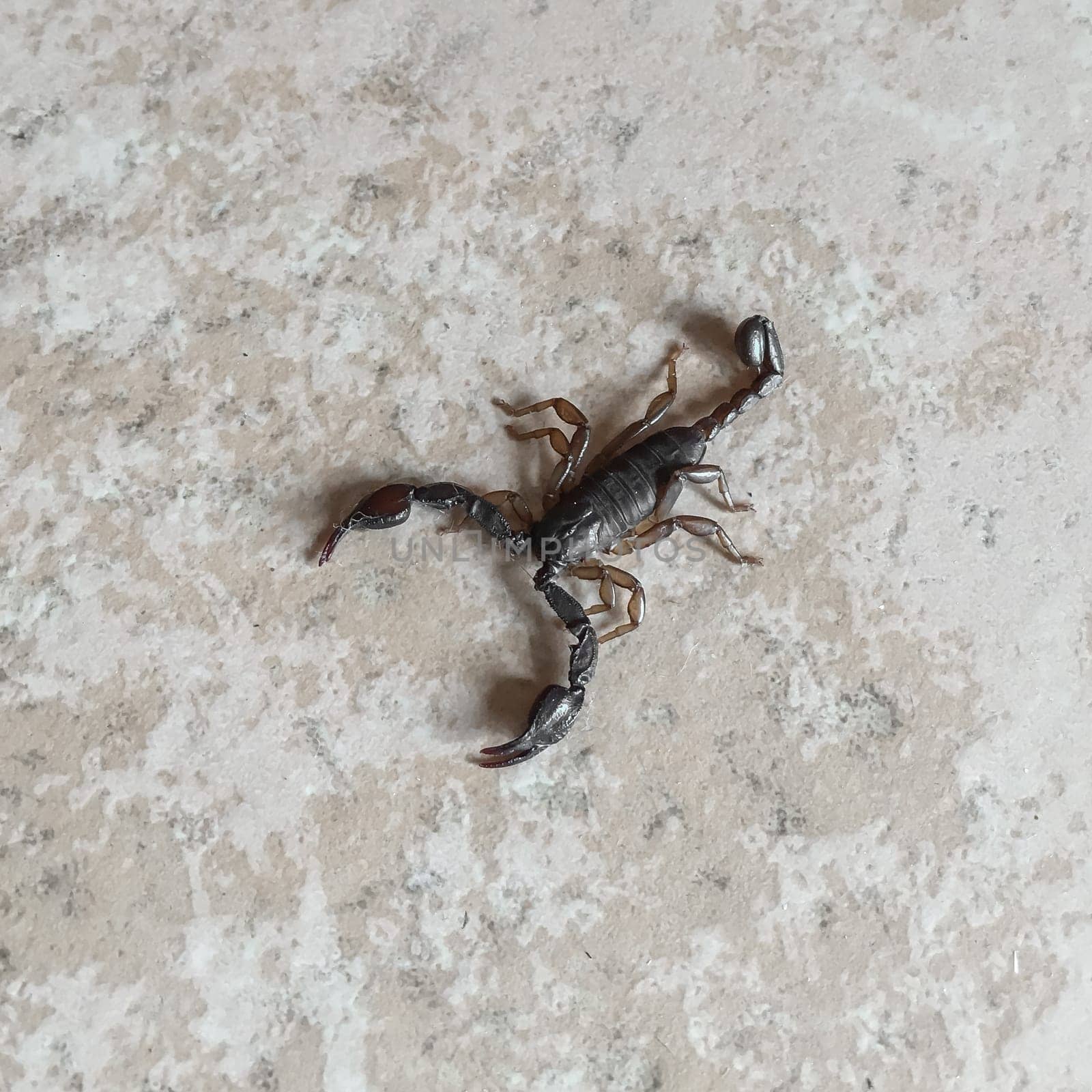 Scorpion isolated. Close up of scorpion. Insect.