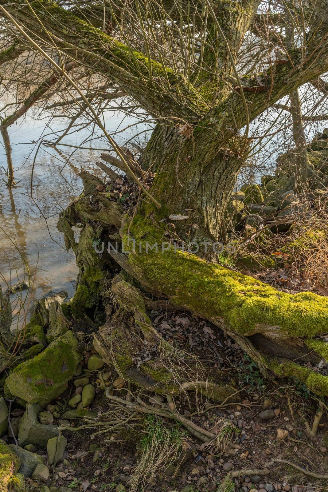 old willow tree trunk overgrown with moss