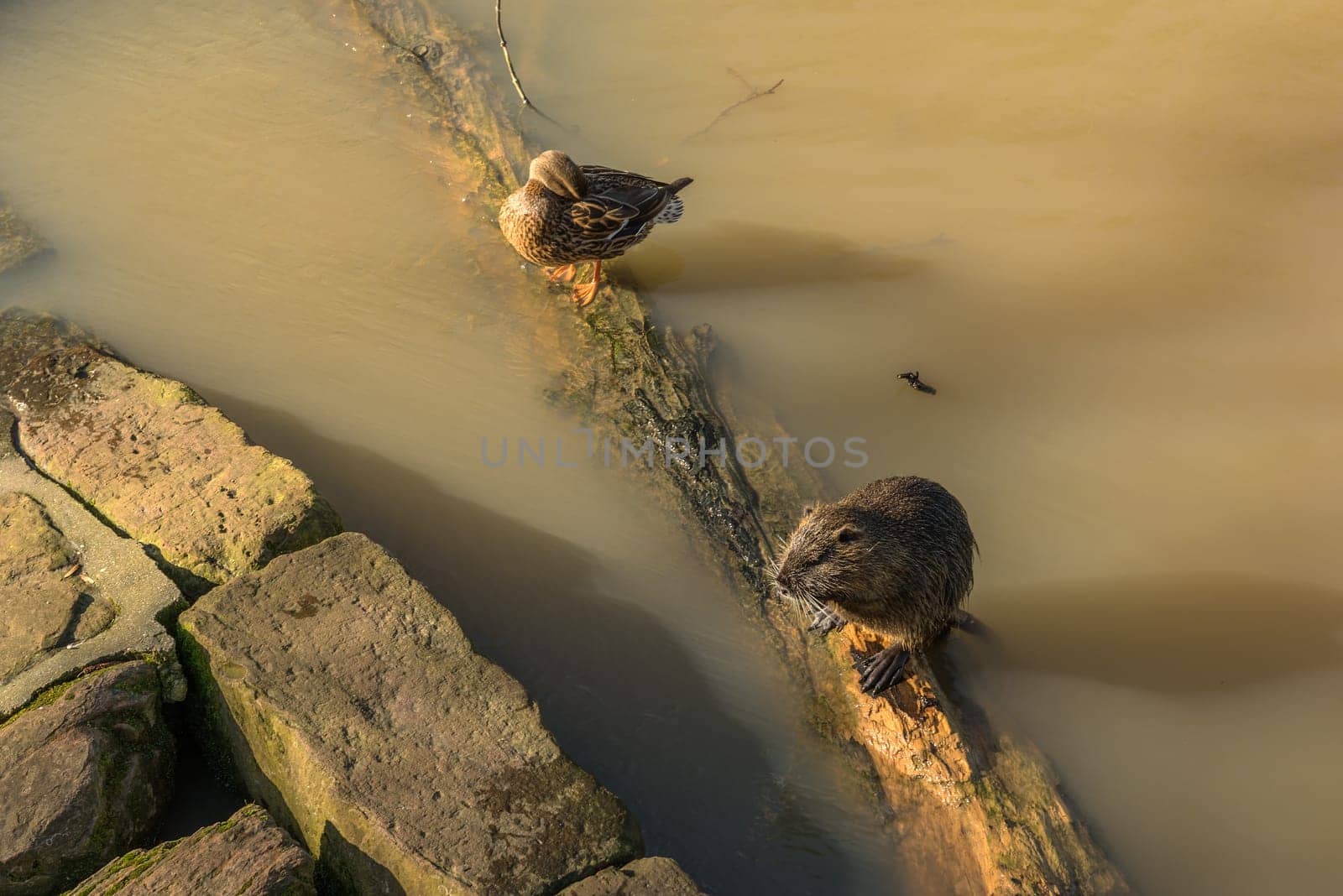 Coypu and mallard at a branch of the Nidda River, Frankfurt