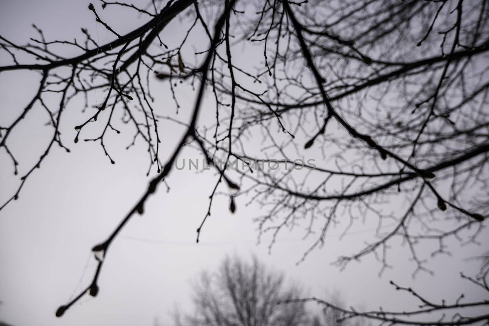 Shadow tree branches in forest, nature and landscape