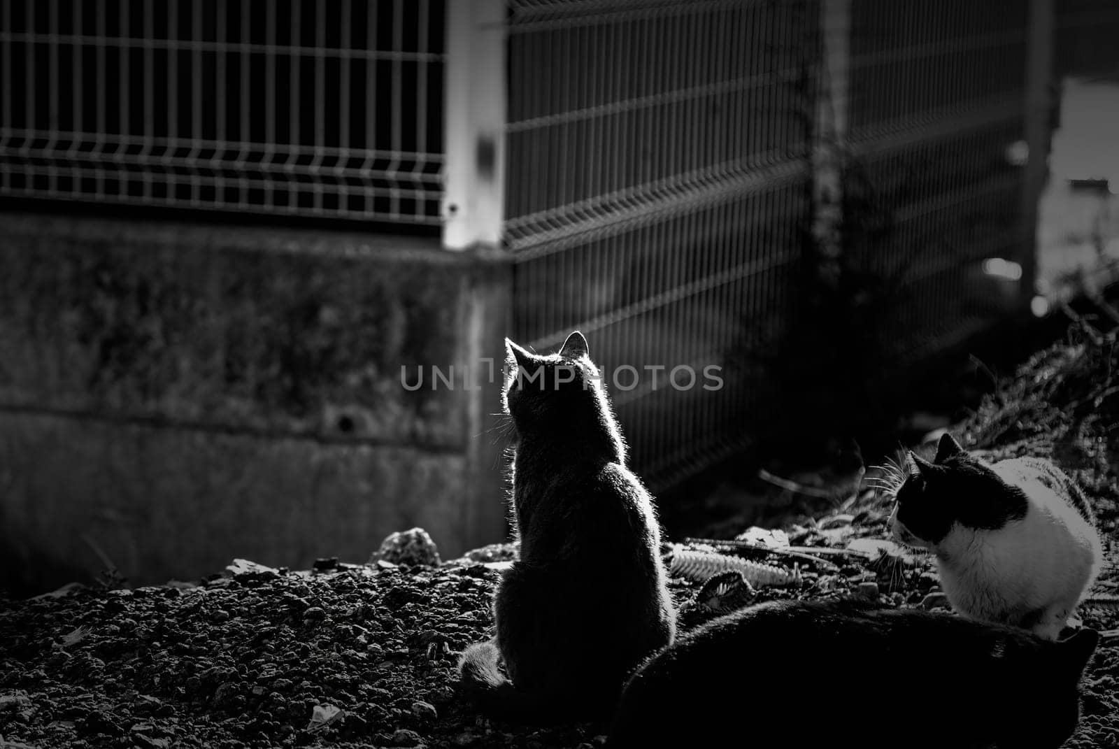 Black cat on the street, wild stray animals, pets
