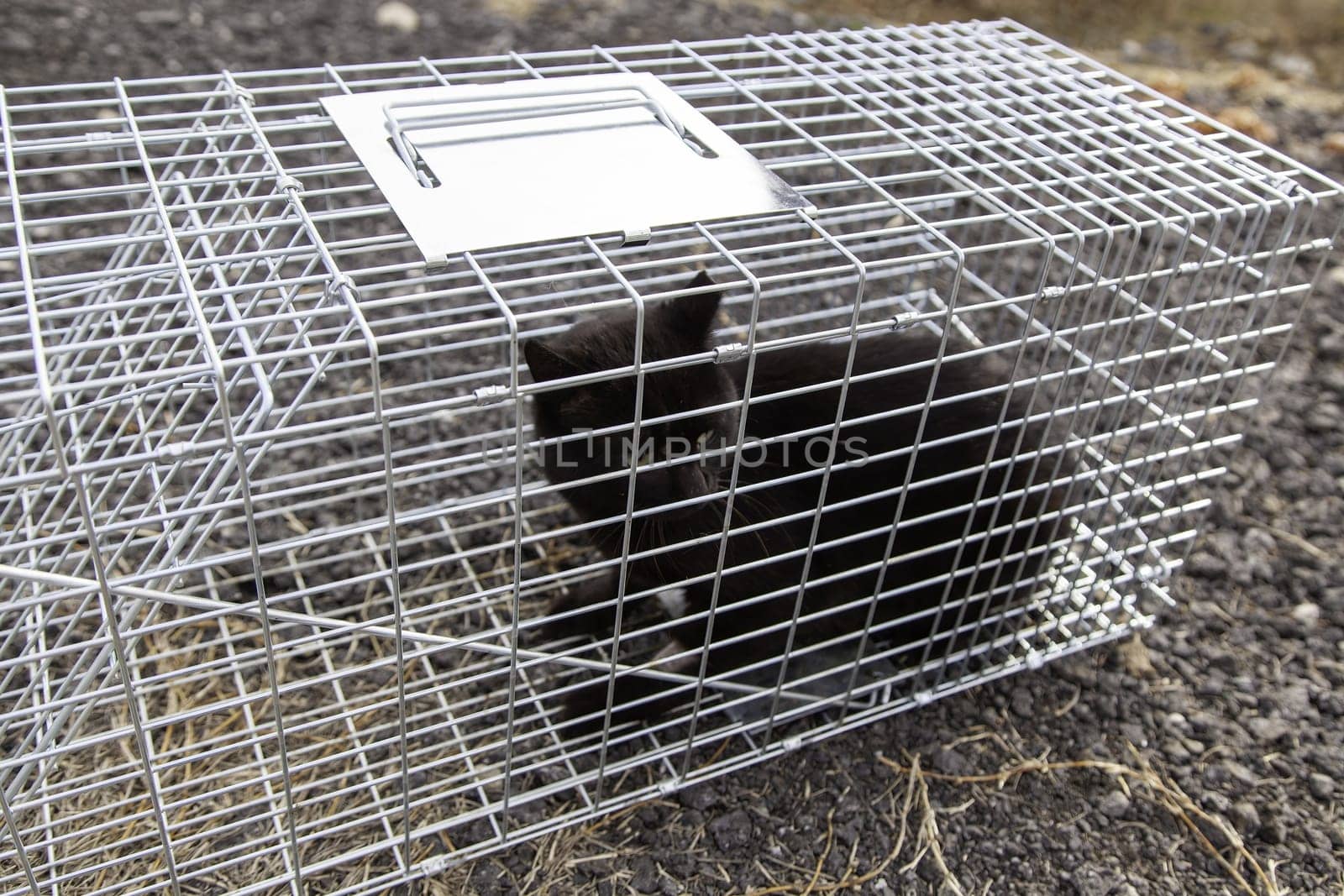Cat locked cage trap, abandoned animals and hunting