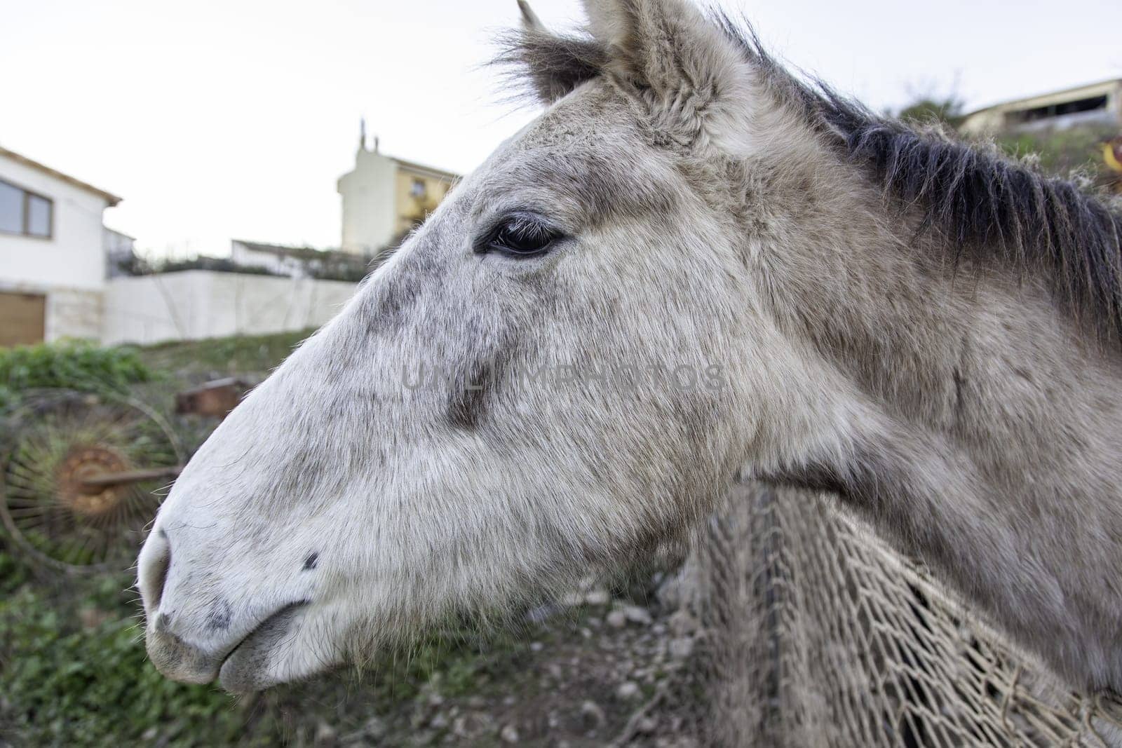 Horses in stable wild mammals, equestrian horse riding