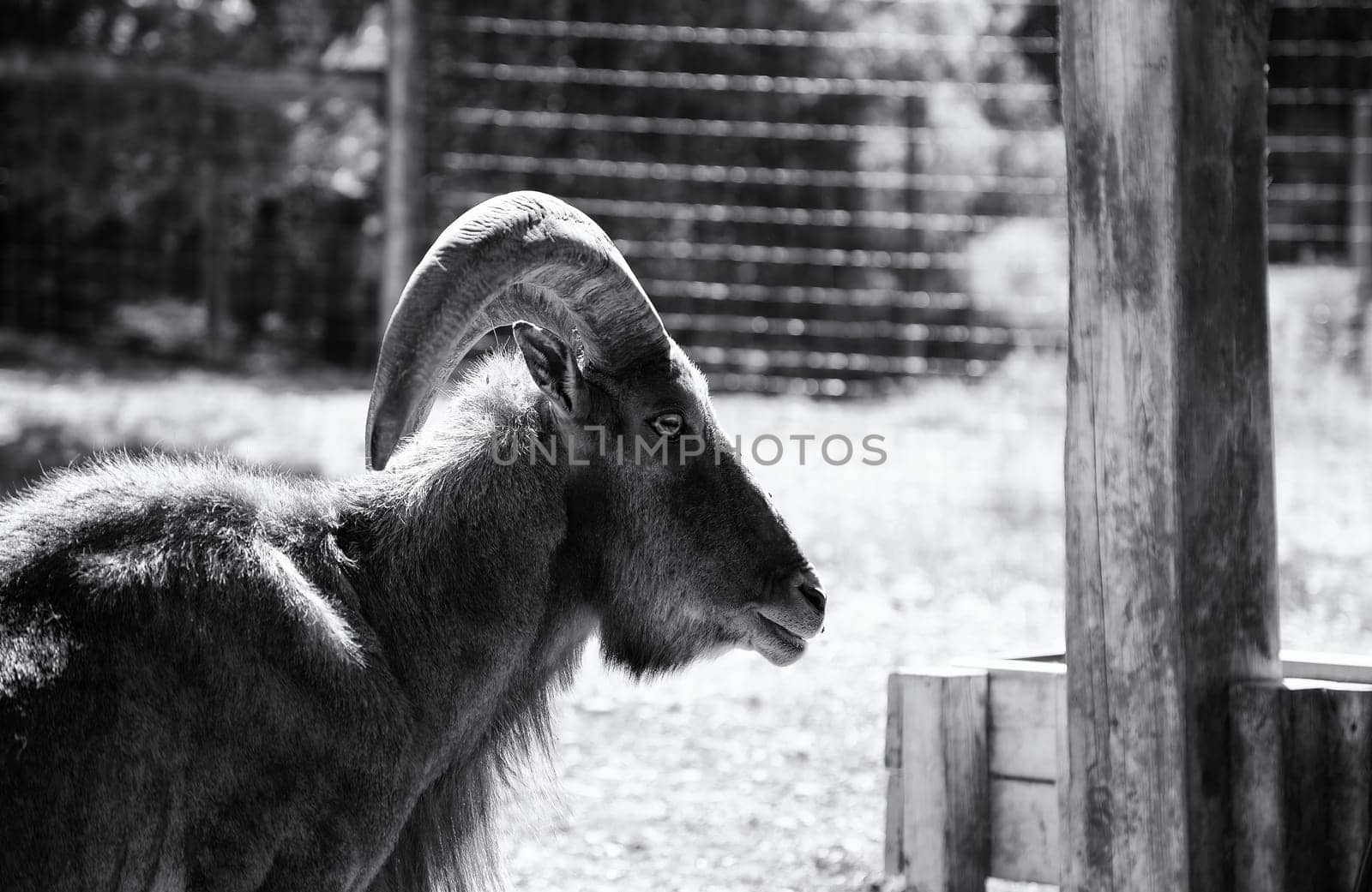 Goat in animal farm, rural life, livestock industry