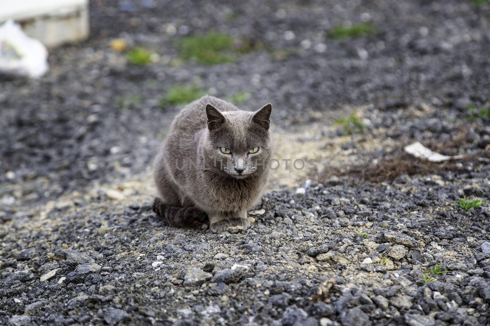 Abandoned street cats, stray animals, pets