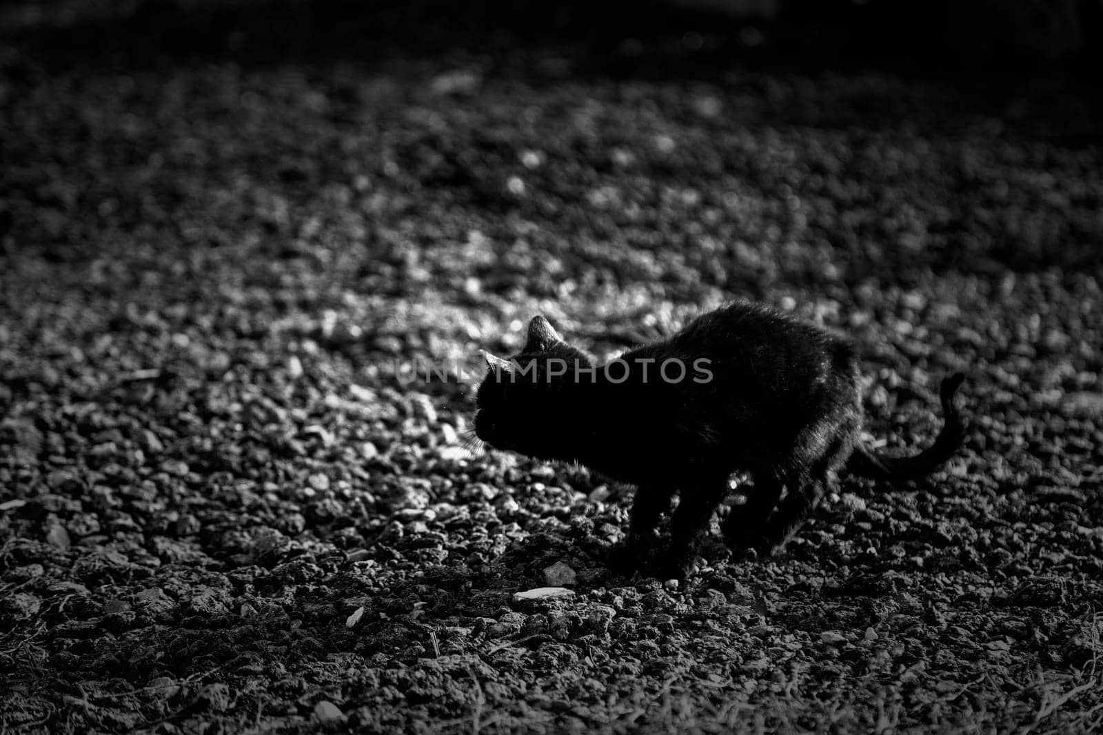 Black cat on the street, wild stray animals, pets