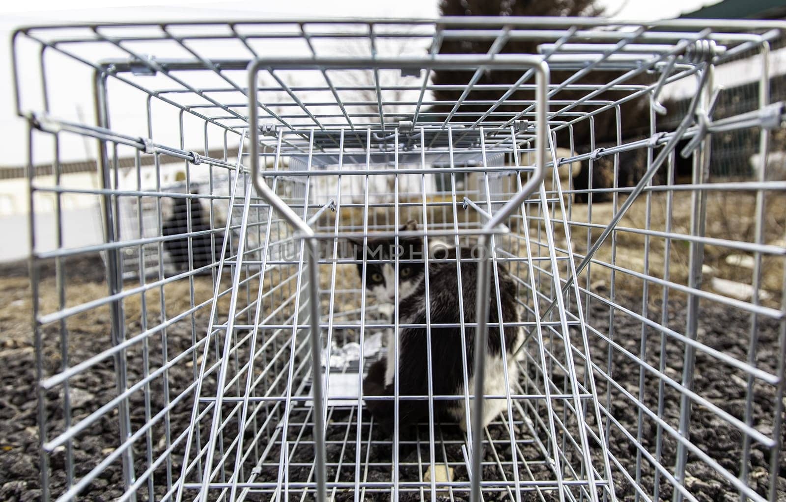 Cat locked cage trap, abandoned animals and hunting