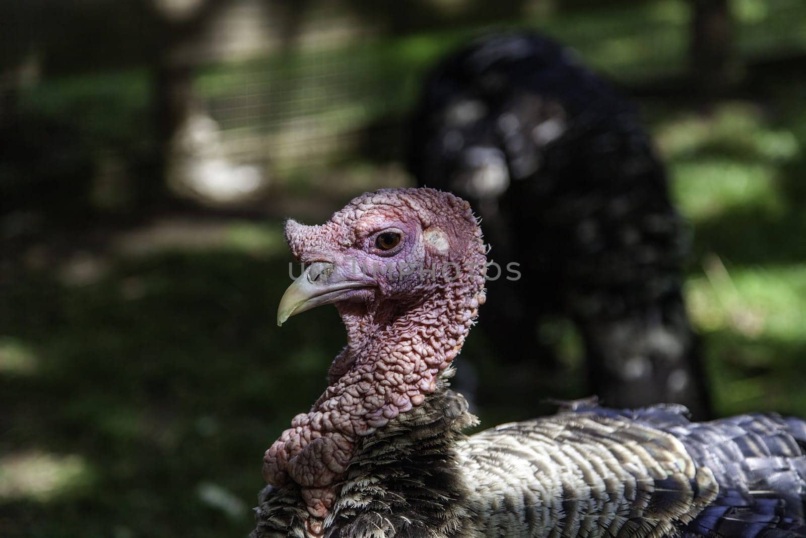 Wild turkey in nature, birds and animals