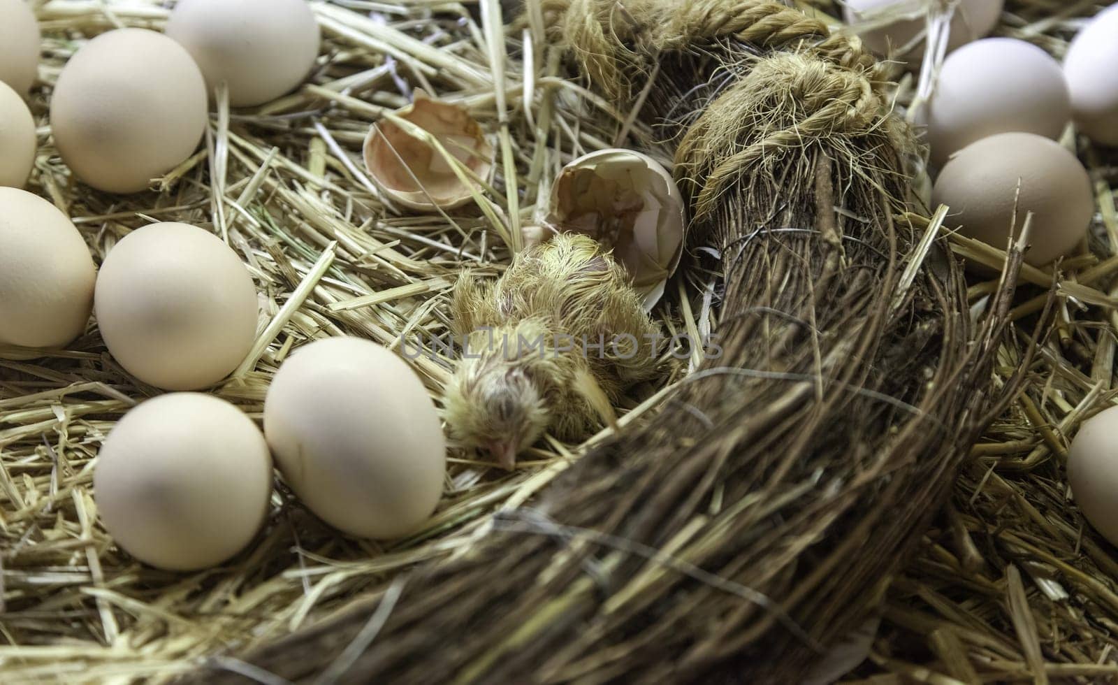 Chick being born in nest of eggs, life and nature