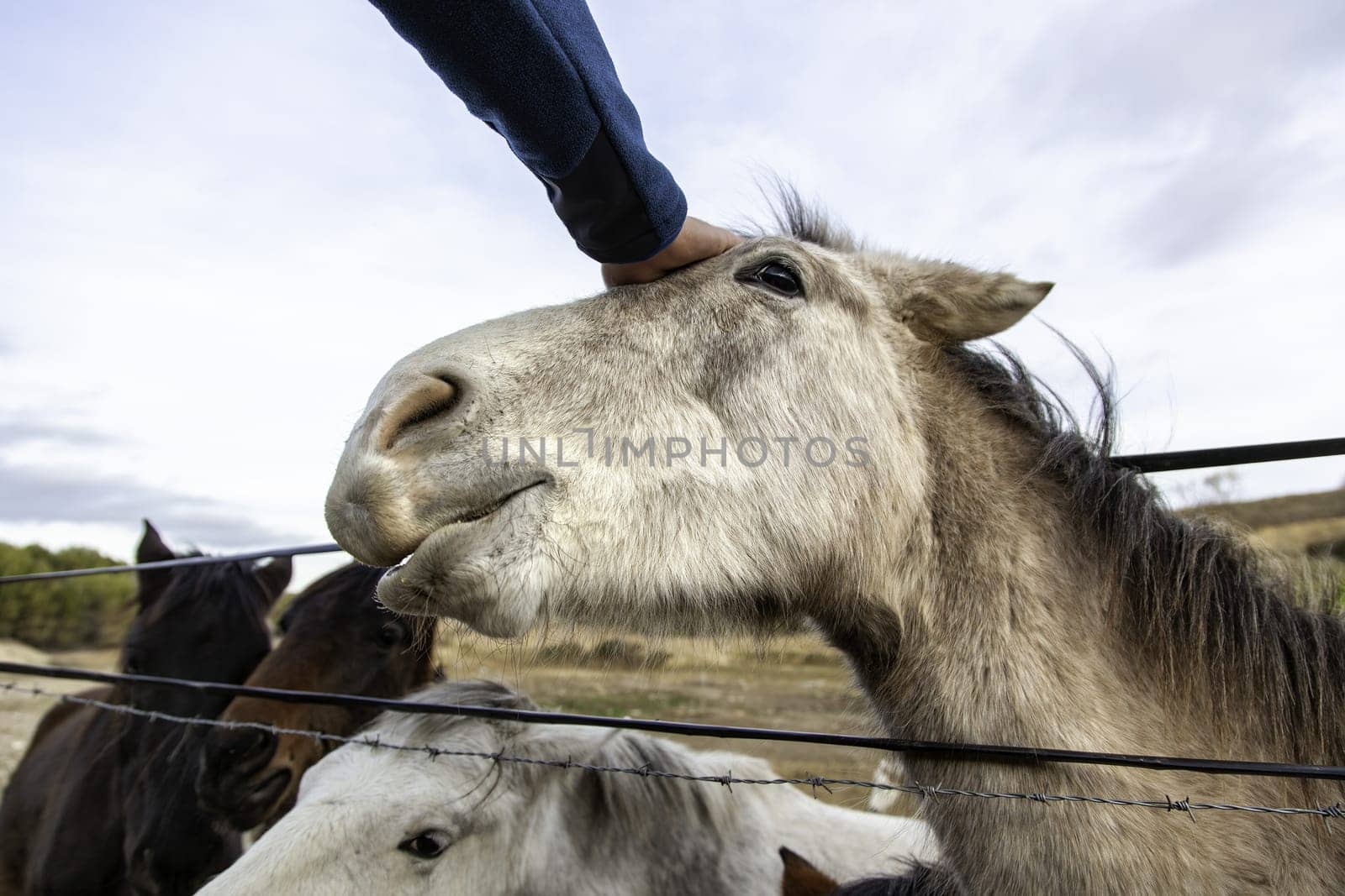 Horse eating bread in farm, mammal animals, nature