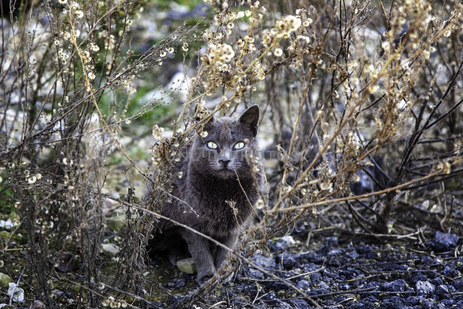 Abandoned street cats, stray animals, pets