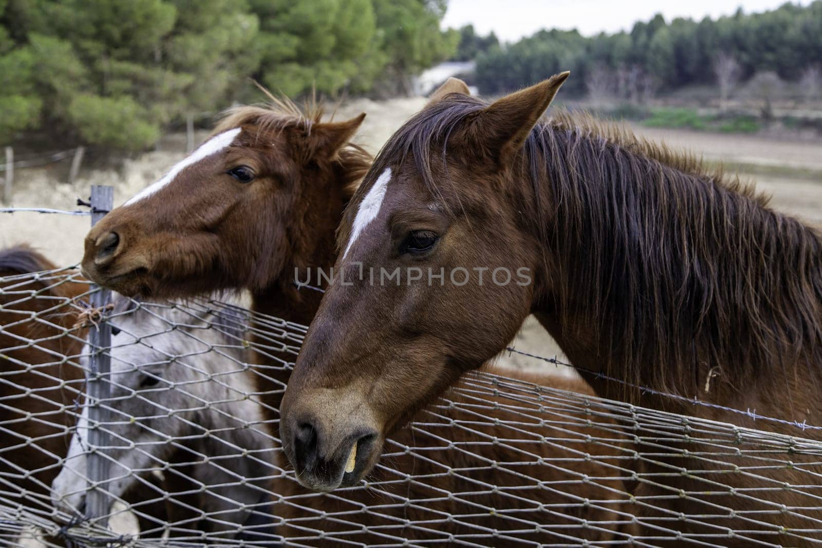Horses in stable wild mammals, equestrian horse riding