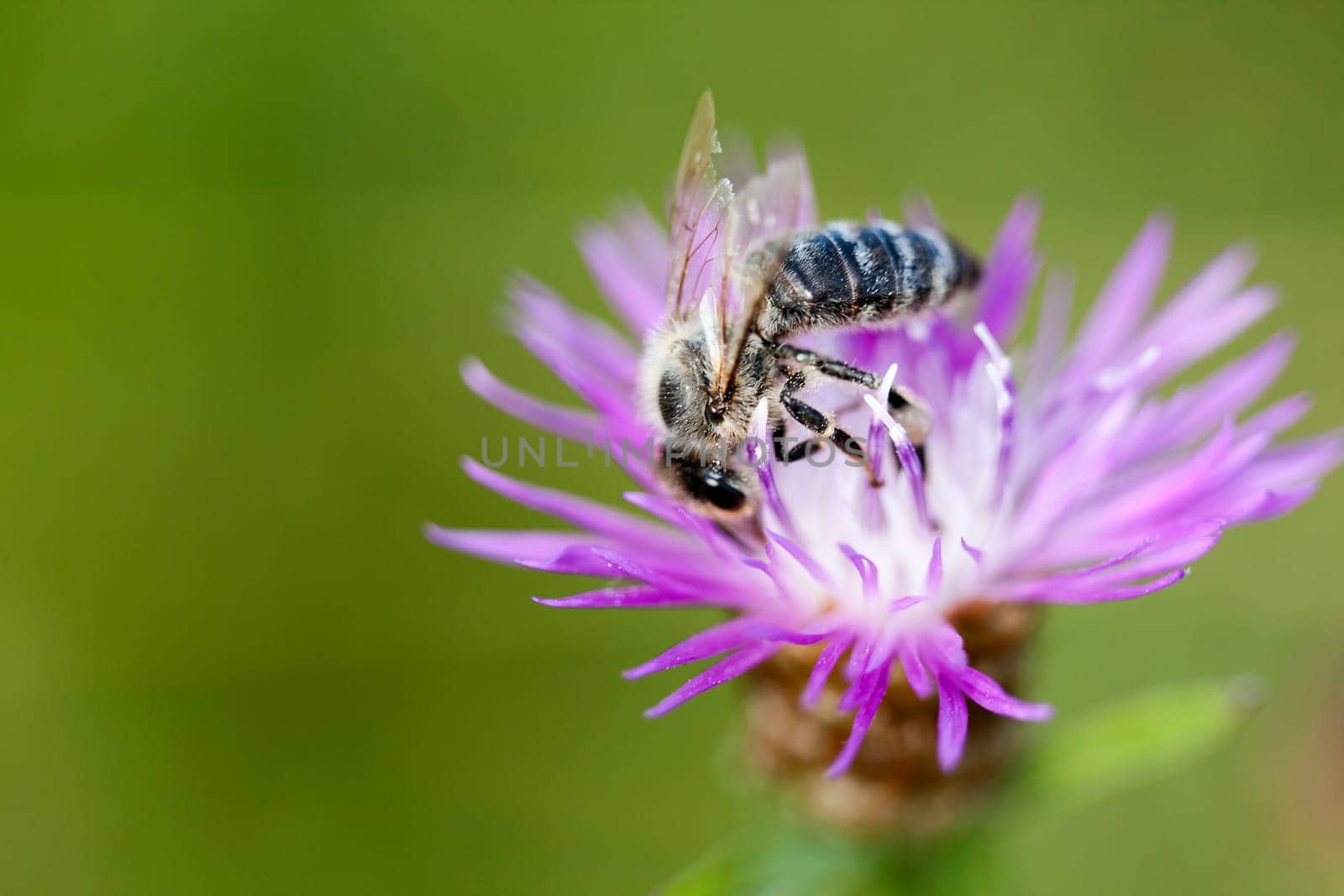Close-up of a bee on a purple flower(Knautia arvensis-Field scabious)