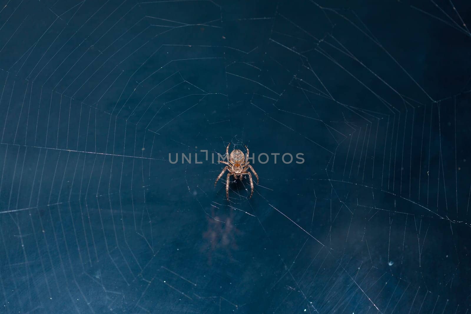 Close up of a brown spider. Eyes sharpened. Visible body hair