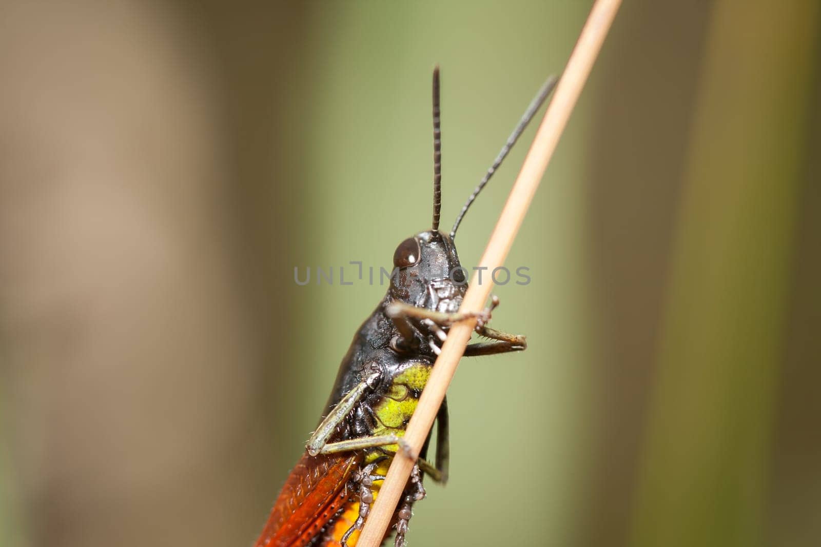 Common field grasshopper (chorthippus brunneus) holds to the stem of the plant. Young grasshopper in its natural habitat