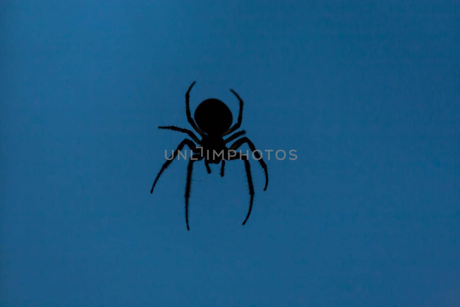 Silhouette of a spider on a blue background. He has eight legs. The upper part of the body differs from the lower.