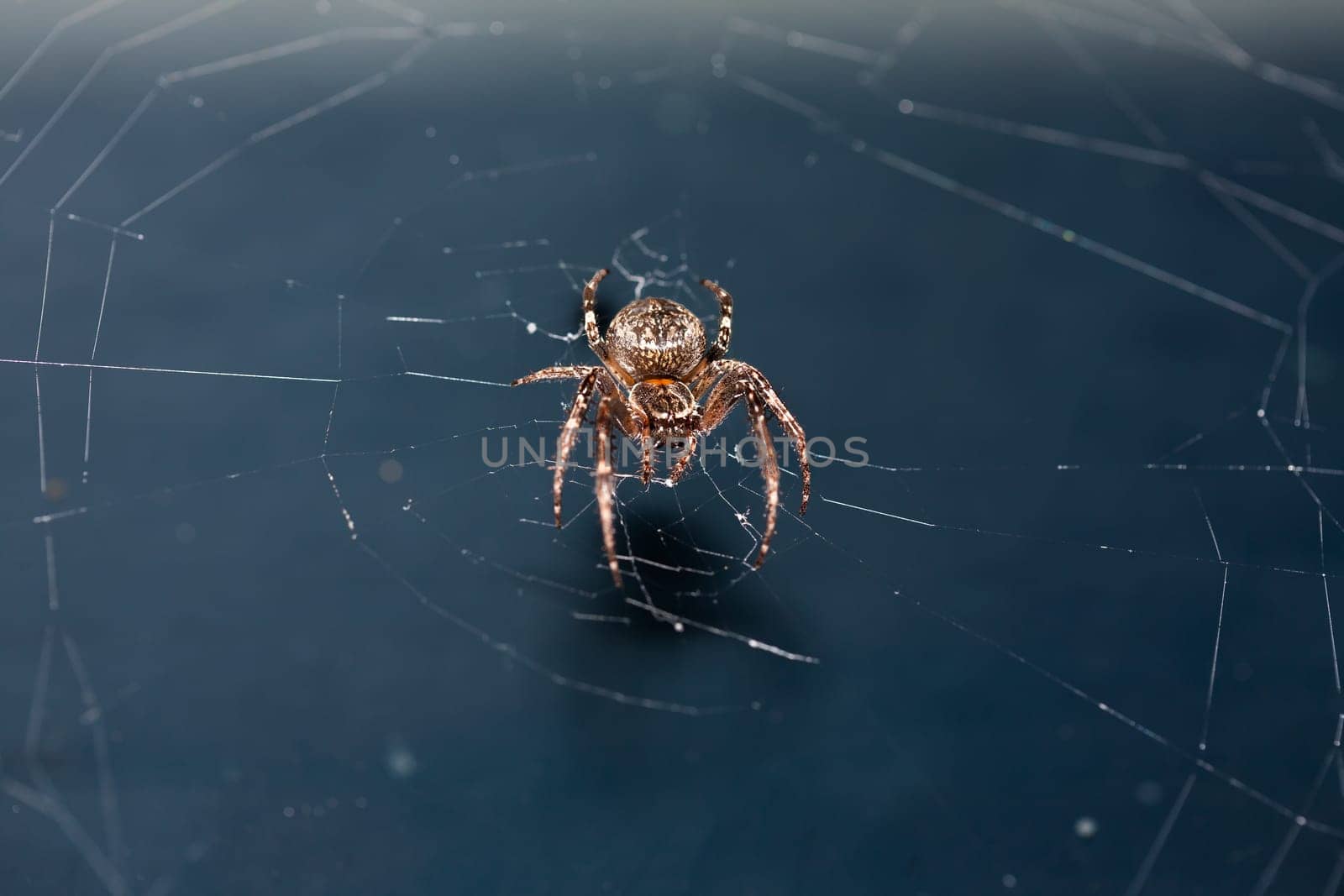 Close up of a brown spider. Eyes sharpened. Visible body hair