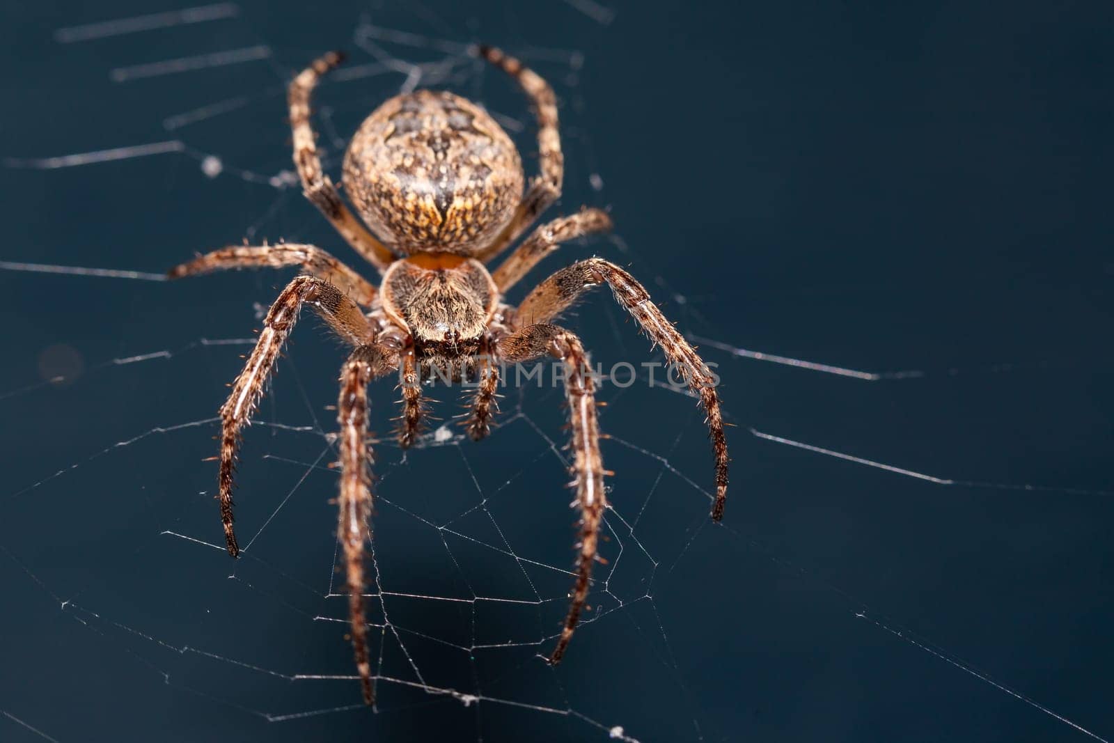 Close up of a brown spider. Eyes sharpened. Visible body hair