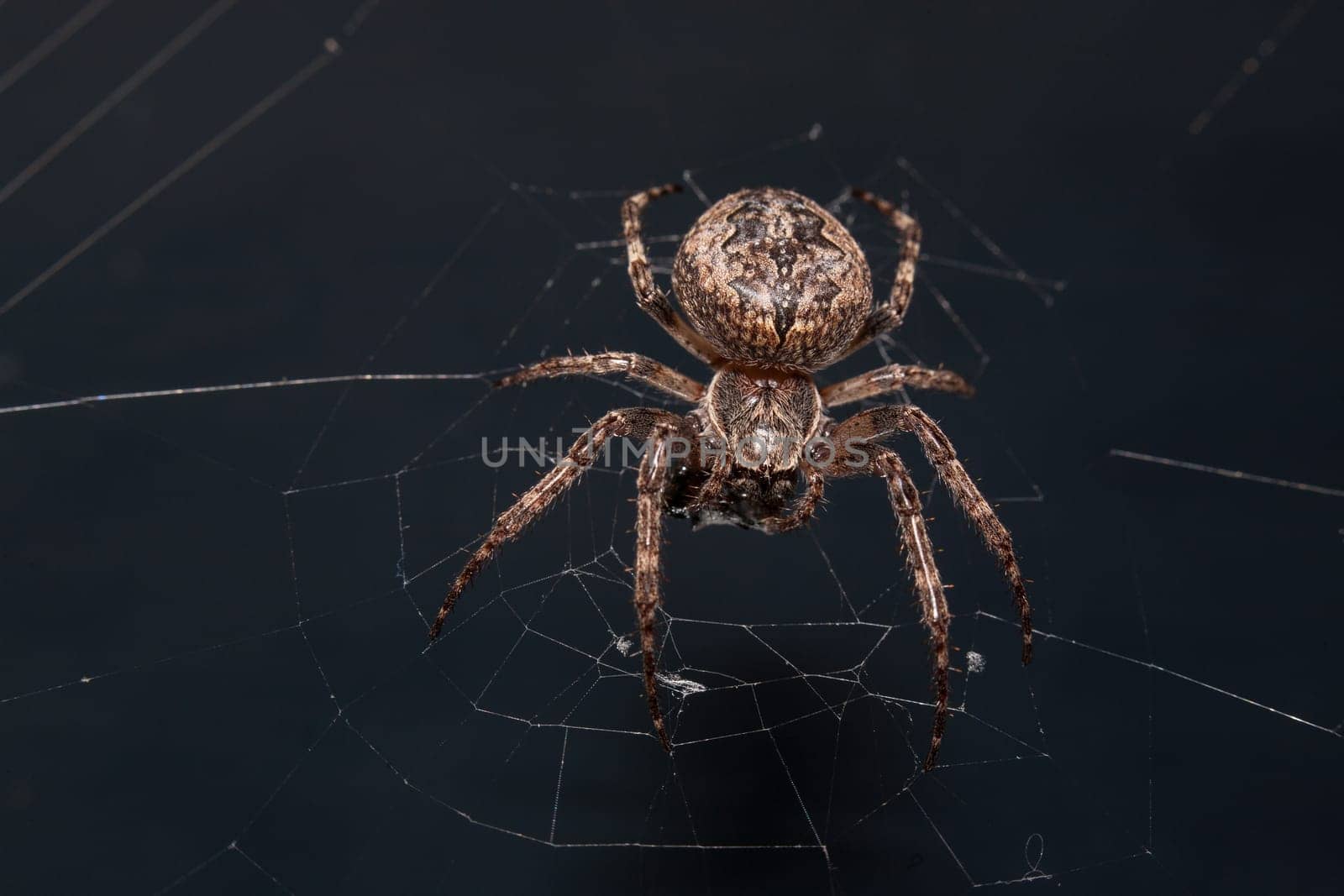 Close up of a brown spider. Eyes sharpened. Visible body hair