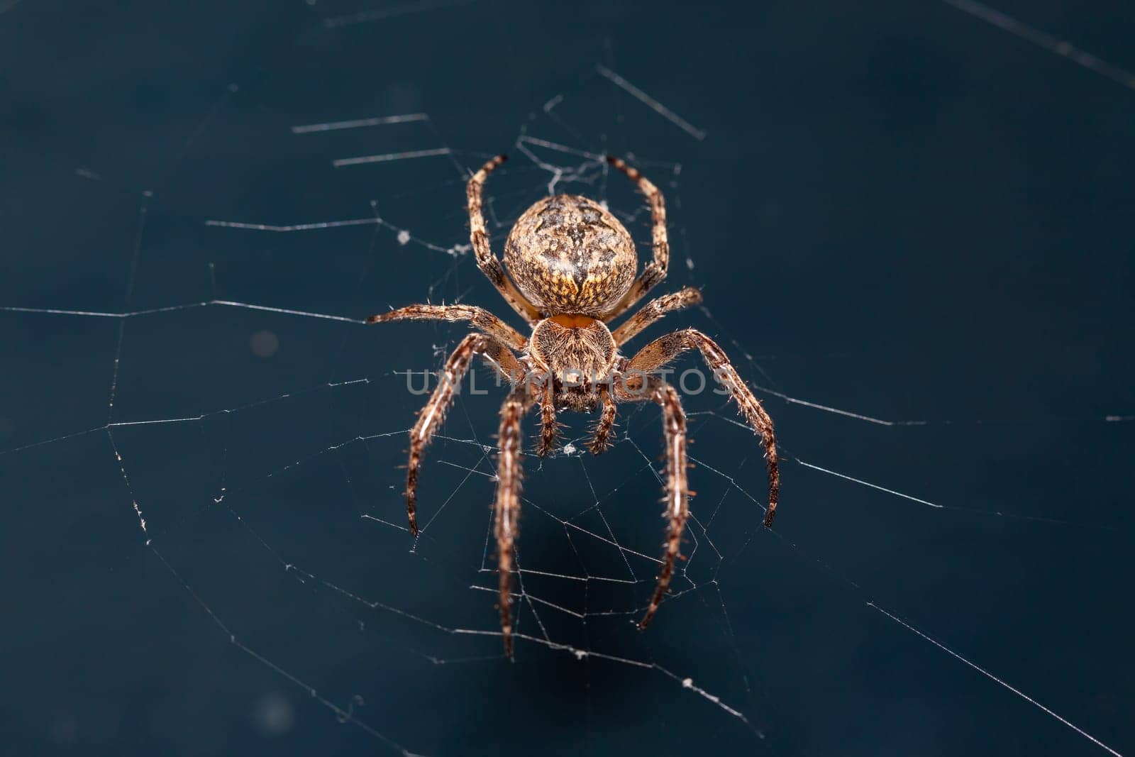 Close up of a brown spider. Eyes sharpened. Visible body hair